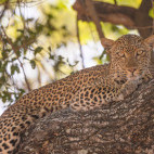 Leopard in North Luangwa National Park, Zambia