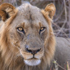 Lion in North Luangwa National Park, Zambia