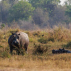 Hippo in North Luangwa National Park, Zambia.