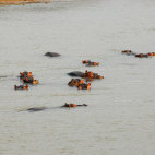 Hippos in North Luangwa National Park, Zambia
