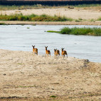 Impala in North Luangwa National Park, Zambia