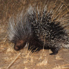 Porcupine in North Luangwa National Park, Zambia.