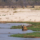 Spotted hyena in North Luangwa National Park, Zambia.