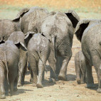 African elephant in North Luangwa National Park, Zambia.