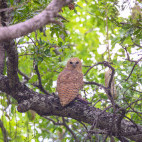 Pel's fishing owl in North Luangwa National Park, Zambia