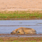 Spotted hyena in North Luangwa National Park, Zambia
