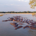 Hippo pod in North Luangwa National Park, Zambia