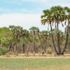 Walking safari in North Luangwa National Park, Zambia.