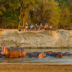Watching hippos during sundowners at Takwela Camp in North Luangwa National Park, Zambia