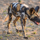 African wild dog in North Luangwa National Park, Zambia