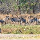 Wildebeest in North Luangwa National Park, Zambia
