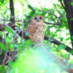 Pel's fishing owl in Zambia