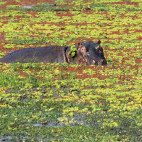 Hippo in swamp in Zambia