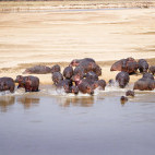 Hippos in Zambia