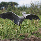 Shoebill in Zambia.