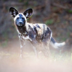 African wild dog in Zambia.