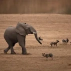 Elephant & wild dogs in South Luangwa National Park, Zambia.