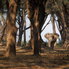 African elephant in South Luangwa National Park, Zambia.