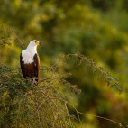 African fish eagle in South Luangwa National Park, Zambia.