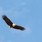 African fish eagle in South Luangwa National Park, Zambia.