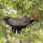 African harrier hawk in South Luangwa National Park, Zambia.