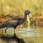 African openbill in South Luangwa National Park, Zambia