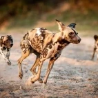 African wild dog in South Luangwa National Park, Zambia.