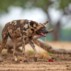 Wild dog in South Luangwa National Park, Zambia.