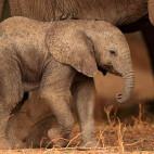 African elephant baby in South Luangwa National Park, Zambia.