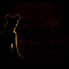 Hyena in South Luangwa National Park, Zambia.