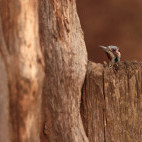 Bennett's woodpecker in South Luangwa National Park, Zambia.