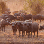 Buffalo in South Luangwa National Park, Zambia.