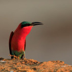 Carmine bee-eater in South Luangwa National Park, Zambia.