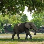 Elephant at Chindeni bush camp in South Luangwa National Park, Zambia.