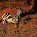 Crawshay's zebra in South Luangwa National Park, Zambia.