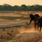 African elephant & wild dog in South Luangwa National Park, Zambia.