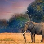 Elephant in South Luangwa National Park, Zambia