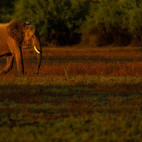 African elephant in South Luangwa National Park, Zambia.
