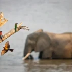 African elephant, carmine bee-eater & white-fronted bee-eater in South Luangwa National Park, Zambia.