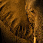 African elephant in South Luangwa National Park, Zambia.