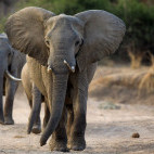 African elephant in South Luangwa National Park, Zambia.