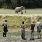 Elephant seen on walking safari in South Luangwa National Park, Zambia.