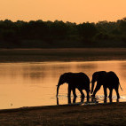 African elephant in South Luangwa National Park, Zambia.