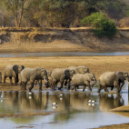 Elephants in South Luangwa National Park, Zambia