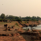 Elephant, lion & safari vehicle in South Luangwa National Park, Zambia.