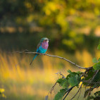 Lilac-breasted roller in South Luangwa National Park, Zambia