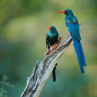 Green wood hoopoe in South Luangwa National Park, Zambia