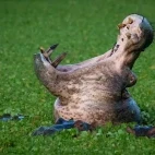 Hippo in South Luangwa National Park, Zambia.