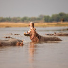 Hippo in South Luangwa National Park, Zambia.