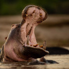 Hippo in South Luangwa National Park, Zambia.